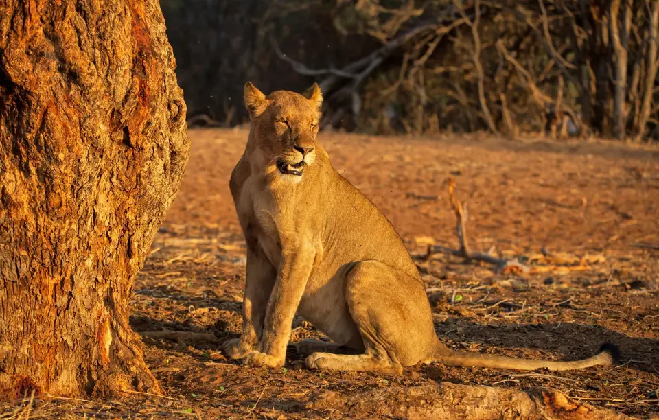 Botswana_ChobeNP_Waterfront_348.jpg
