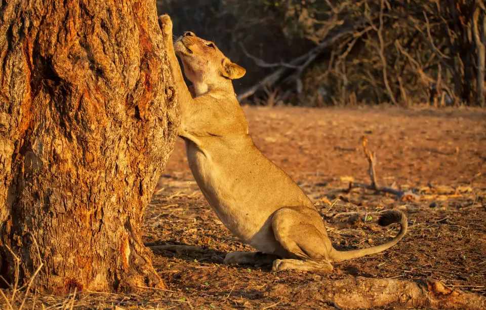 Botswana_ChobeNP_Waterfront_352.jpg
