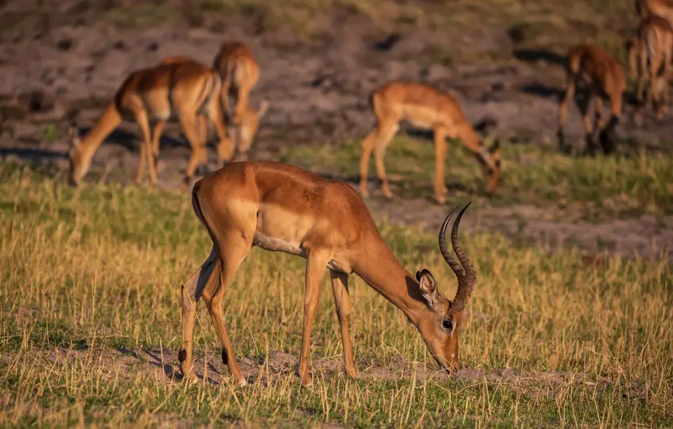 Botswana_ChobeNP_Waterfront_356.jpg