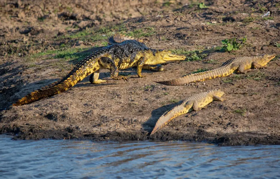 Botswana_ChobeNP_Waterfront_362.jpg