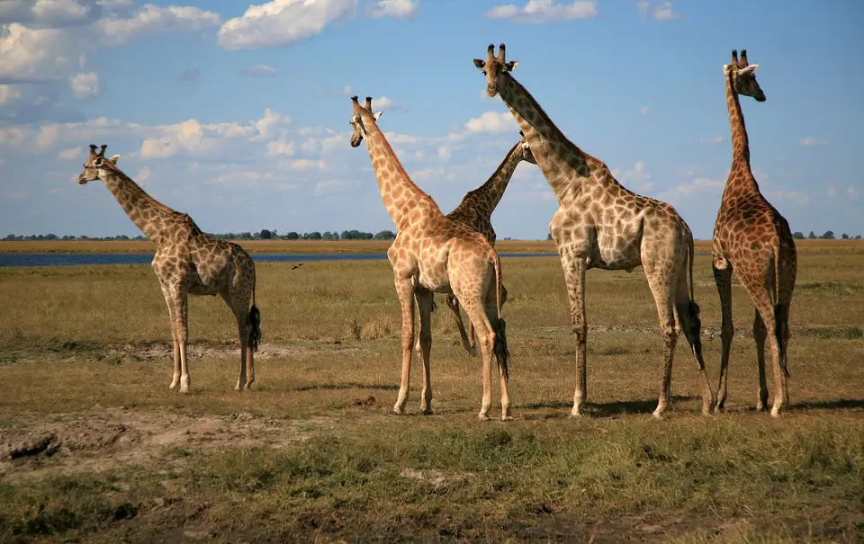 Botswana_ChobeNP_Waterfront_363.jpg