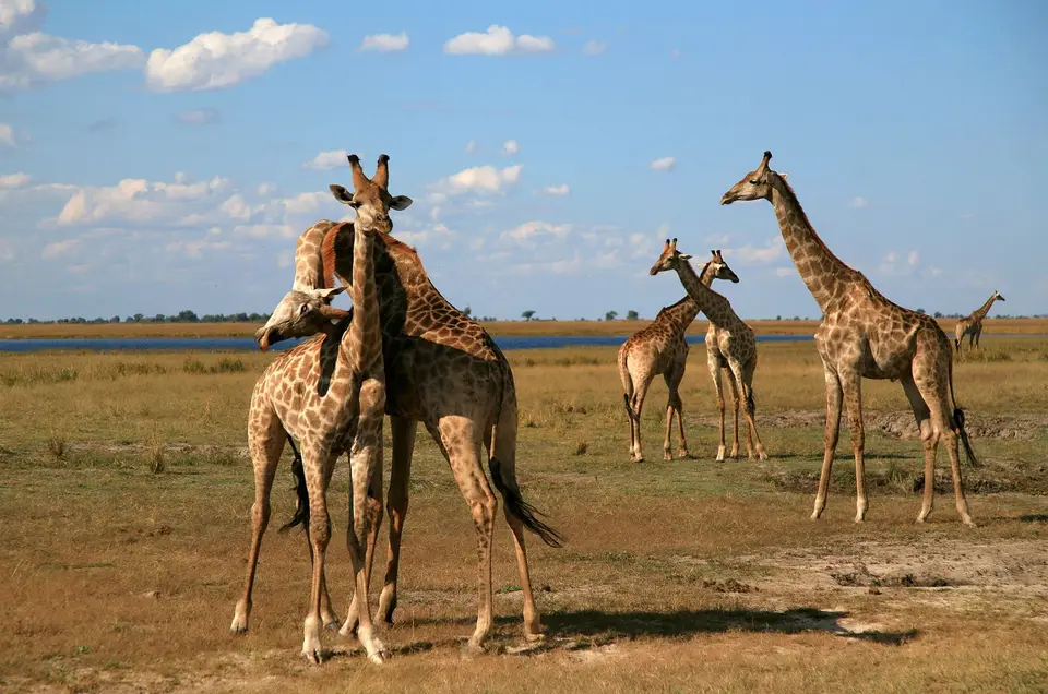 Botswana_ChobeNP_Waterfront_364.jpg