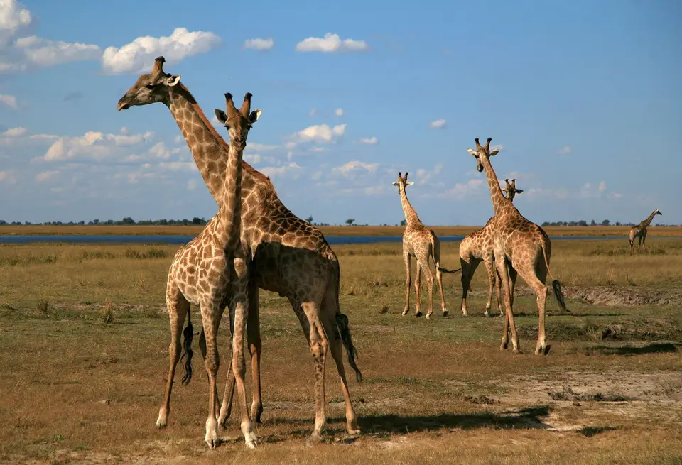 Botswana_ChobeNP_Waterfront_365.jpg