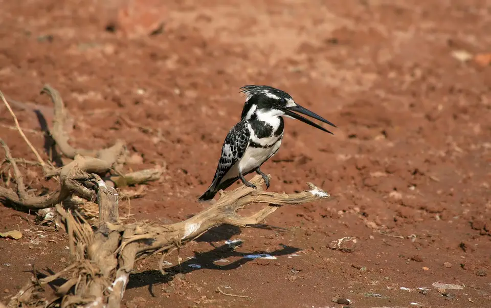 Botswana_ChobeNP_Waterfront_366.jpg