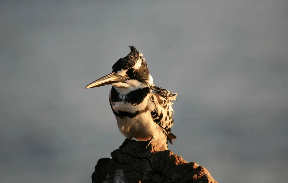 Botswana_ChobeNP_Waterfront_367.jpg