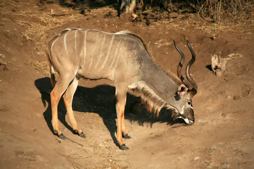 Botswana_ChobeNP_Waterfront_369.jpg