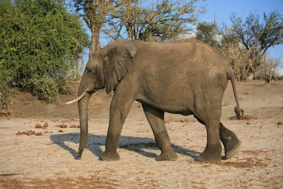 Botswana_ChobeNP_Waterfront_370.jpg