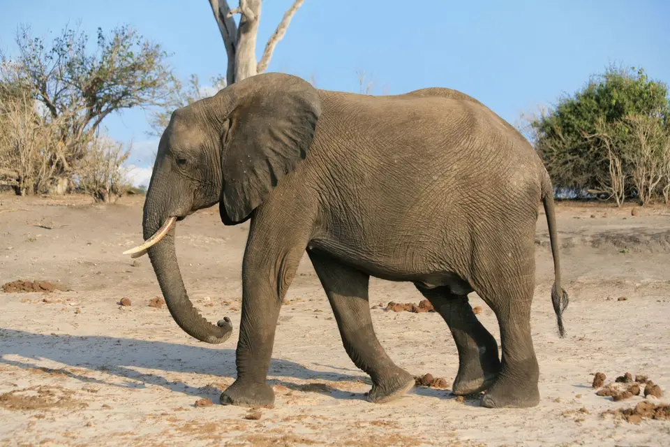 Botswana_ChobeNP_Waterfront_371.jpg