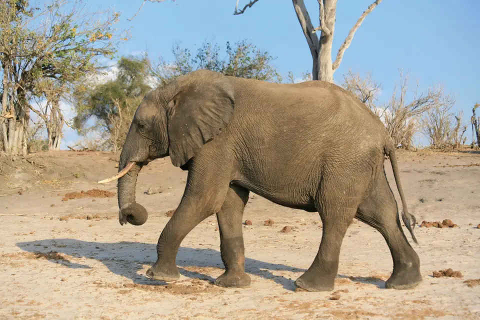 Botswana_ChobeNP_Waterfront_372.jpg