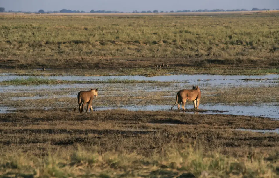 Botswana_ChobeNP_Waterfront_374.jpg