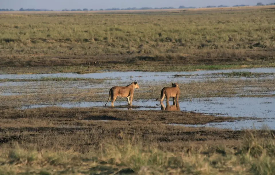Botswana_ChobeNP_Waterfront_375.jpg