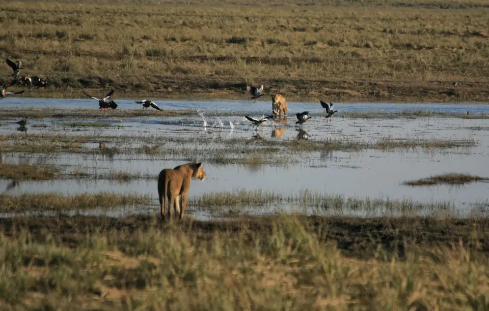 Botswana_ChobeNP_Waterfront_379.jpg