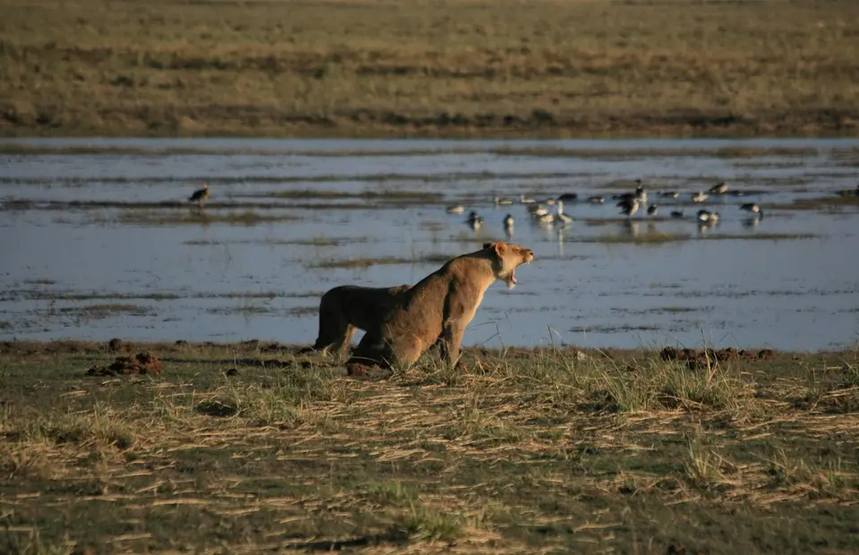 Botswana_ChobeNP_Waterfront_380.jpg