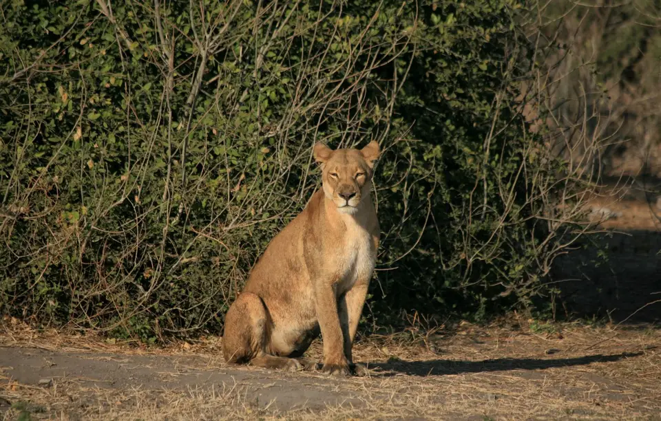 Botswana_ChobeNP_Waterfront_382.jpg