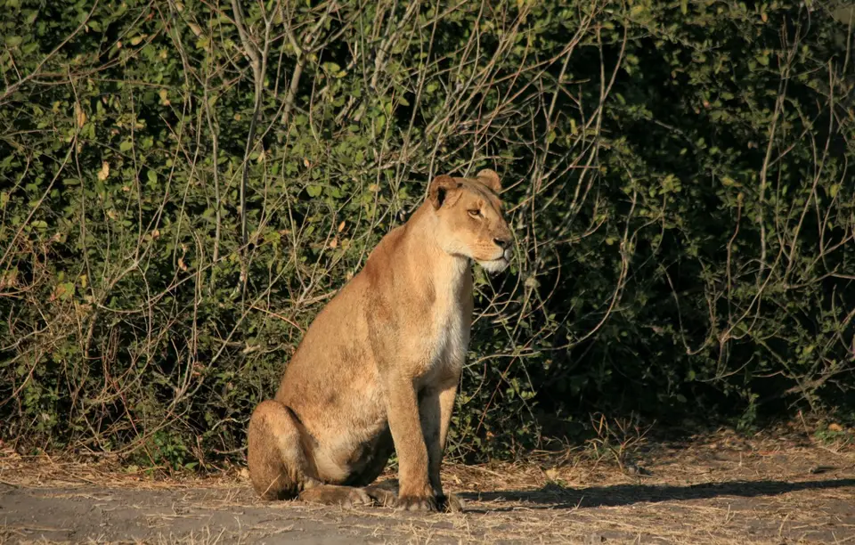 Botswana_ChobeNP_Waterfront_383.jpg