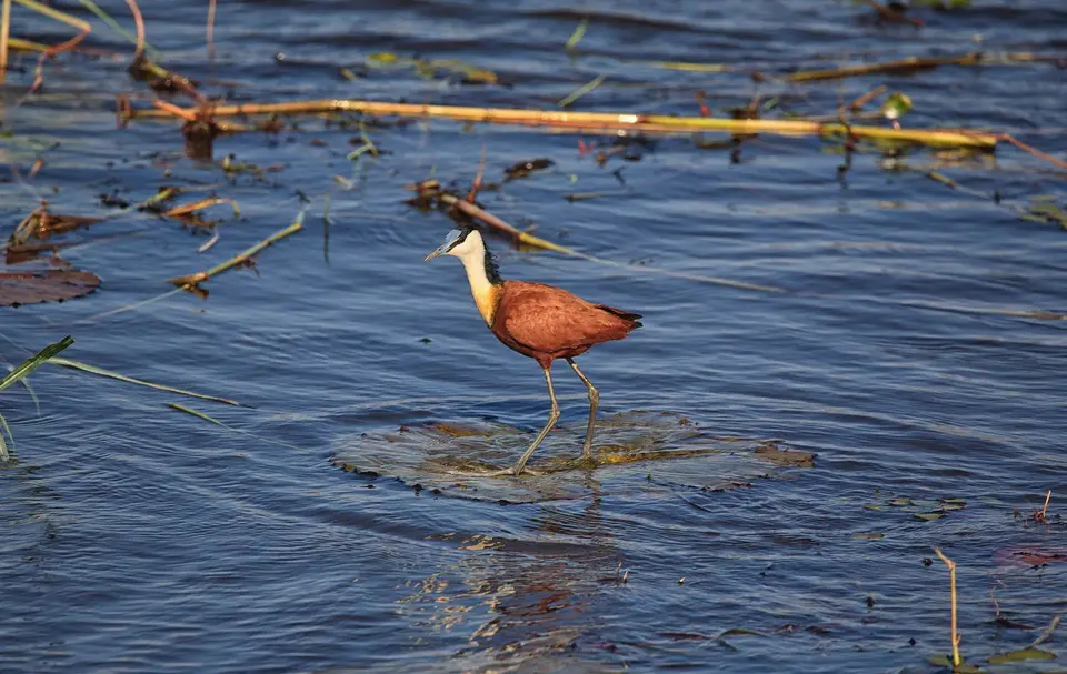 Botswana_Drotzkys_006.jpg