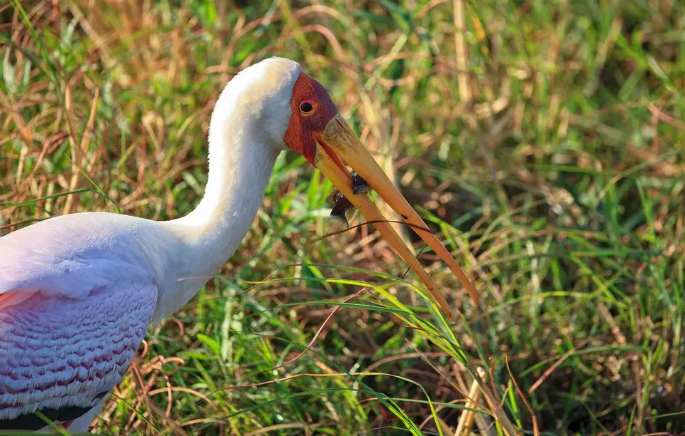 Botswana_Drotzkys_008.jpg