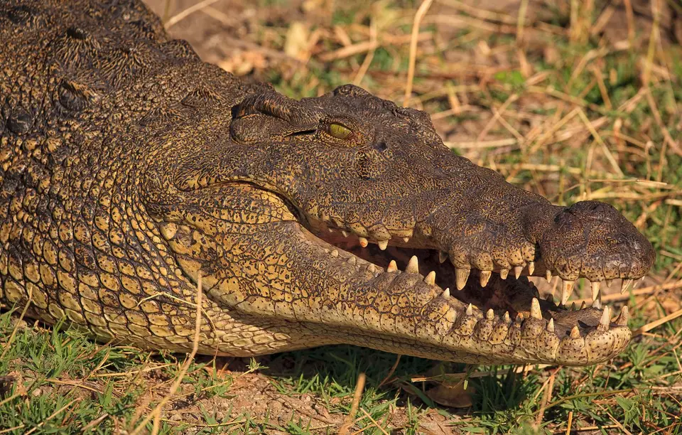 Botswana_Drotzkys_012.jpg
