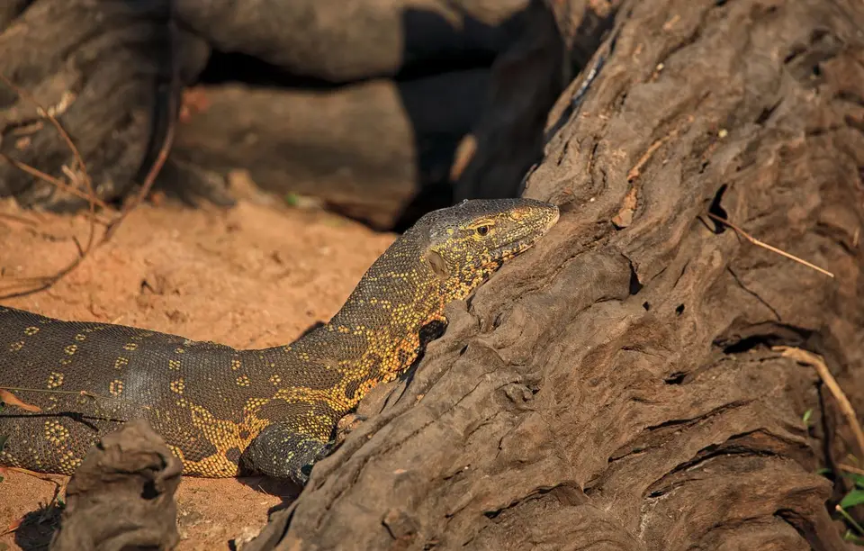 Botswana_Drotzkys_016.jpg