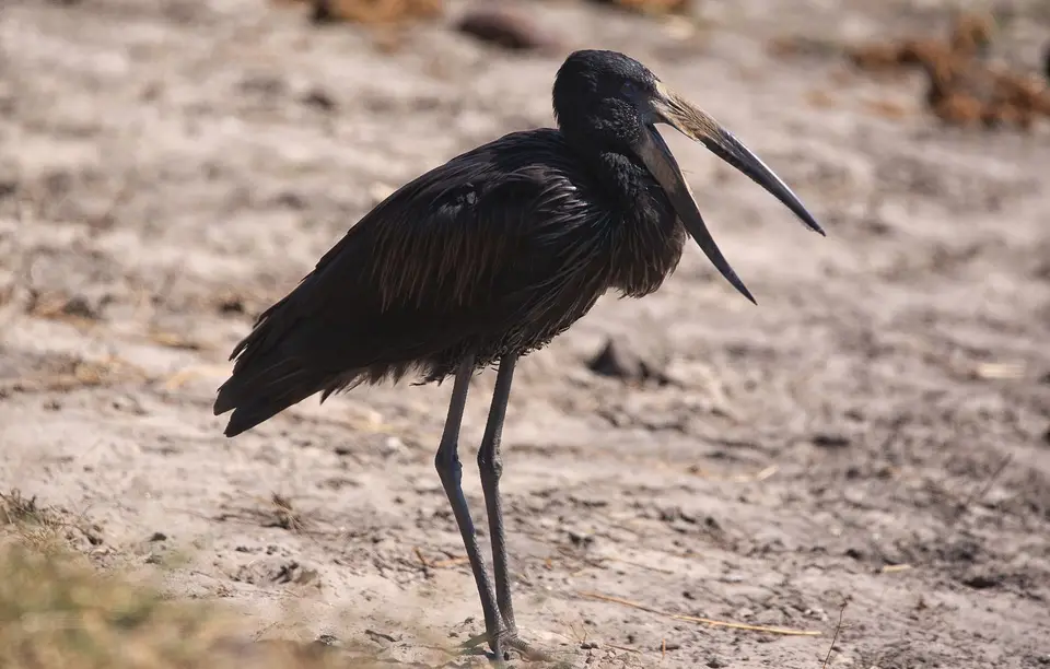Botswana_Drotzkys_017.jpg