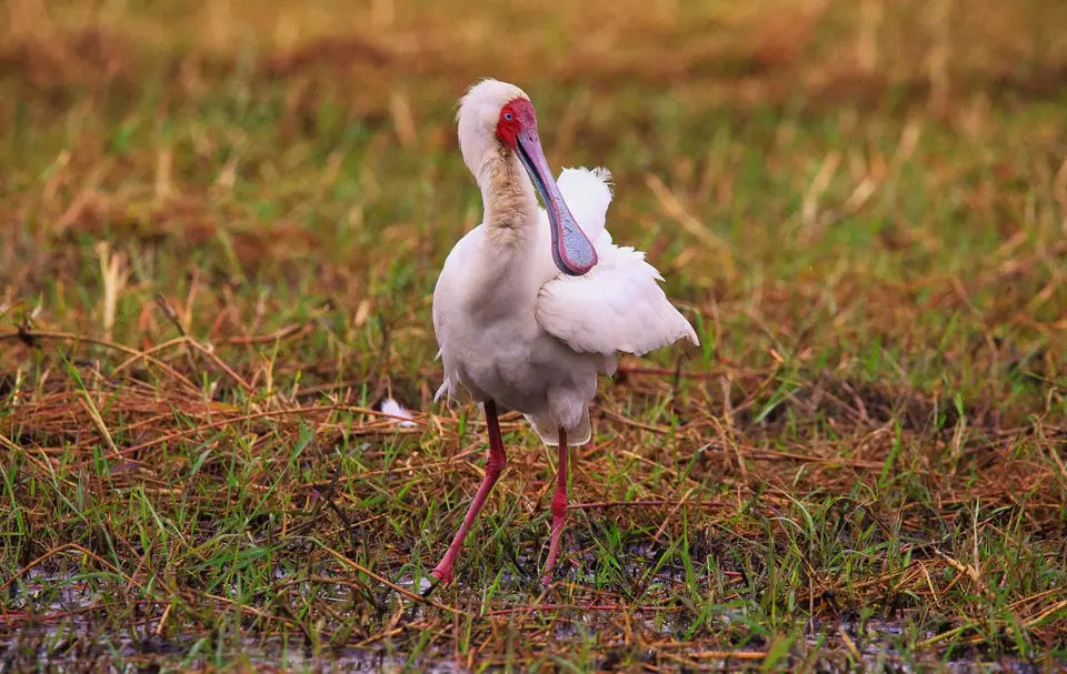 Botswana_Drotzkys_026.jpg