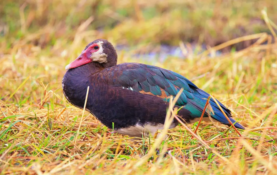 Botswana_Drotzkys_028.jpg
