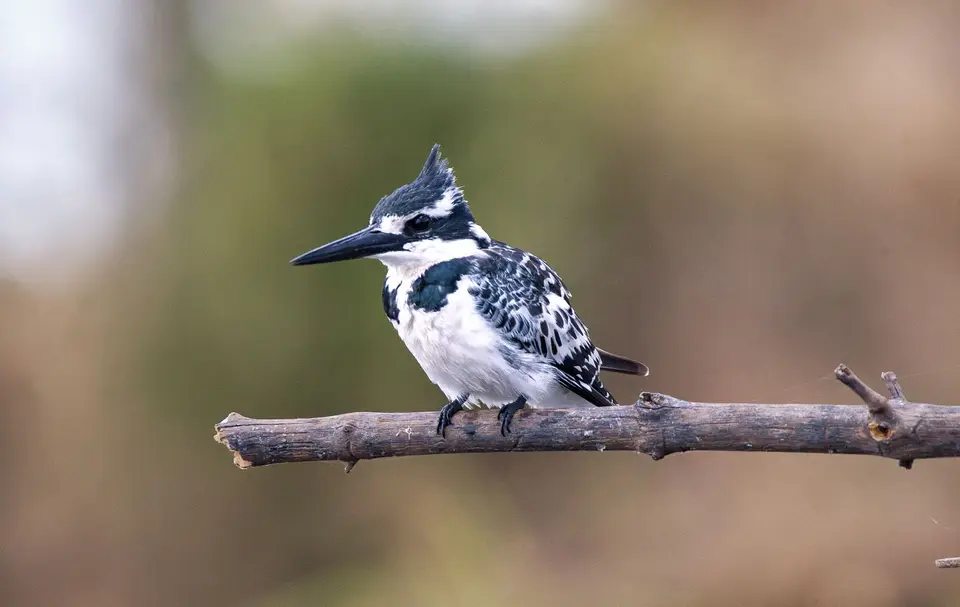 Botswana_Drotzkys_030.jpg