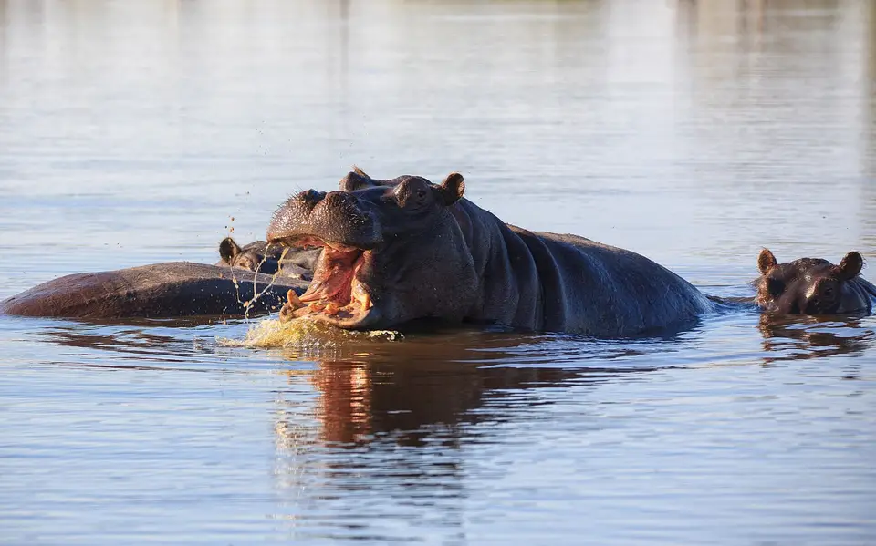 Botswana_Drotzkys_034.jpg