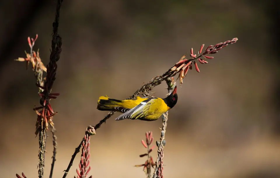 Botswana_Drotzkys_038.jpg