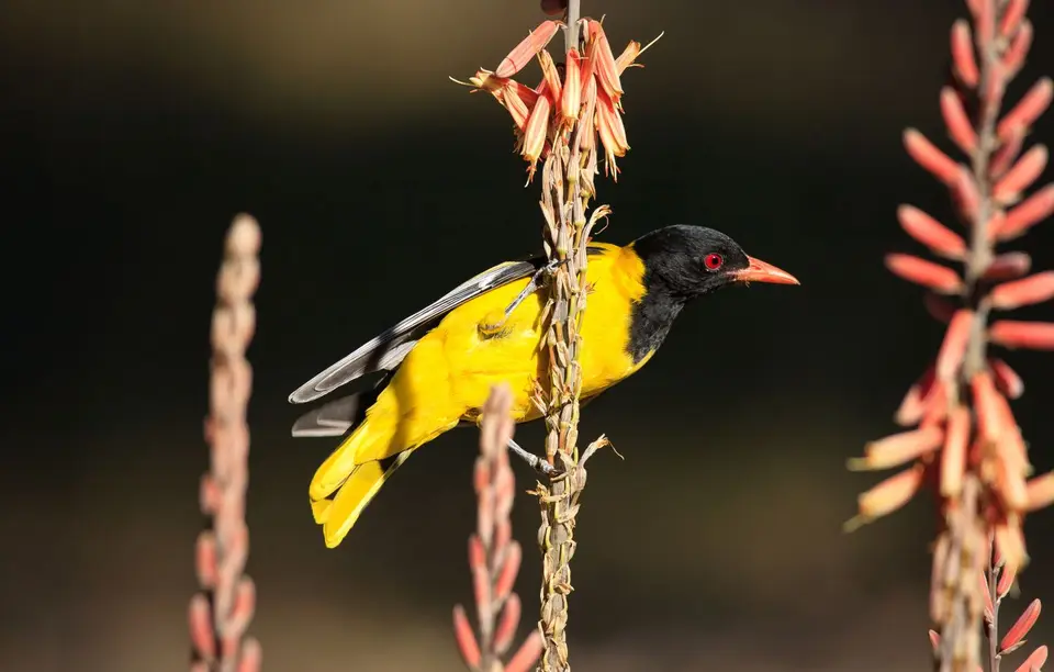 Botswana_Drotzkys_043.jpg