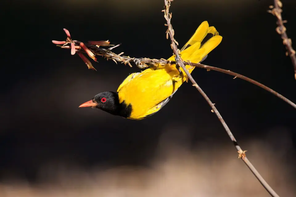 Botswana_Drotzkys_044.jpg