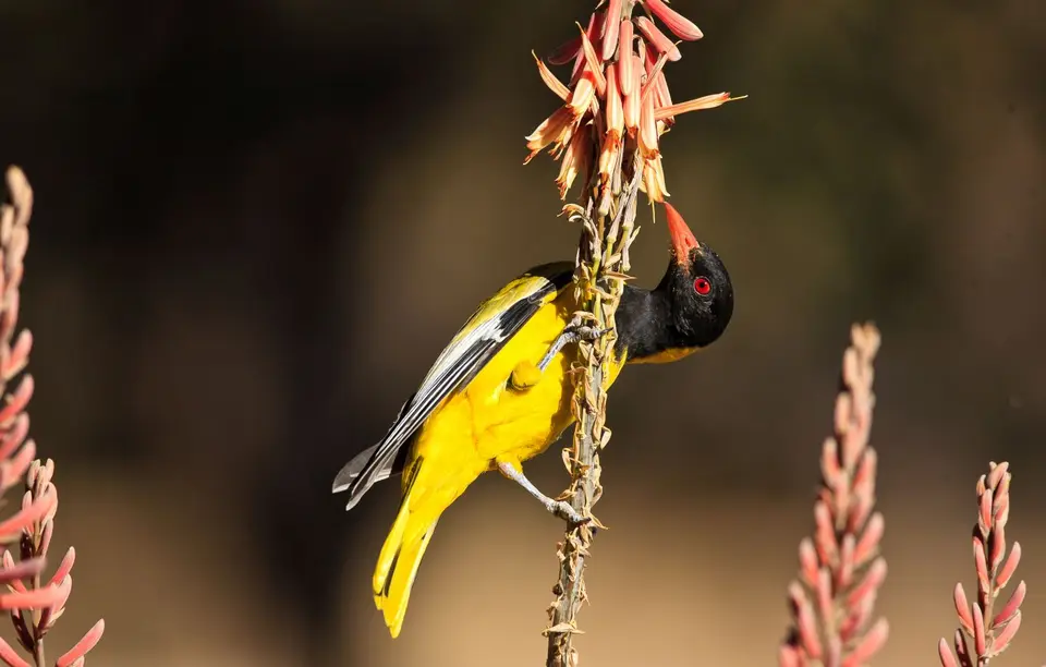 Botswana_Drotzkys_045.jpg