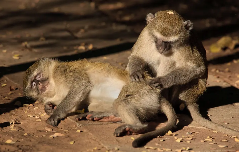 Botswana_Drotzkys_053.jpg