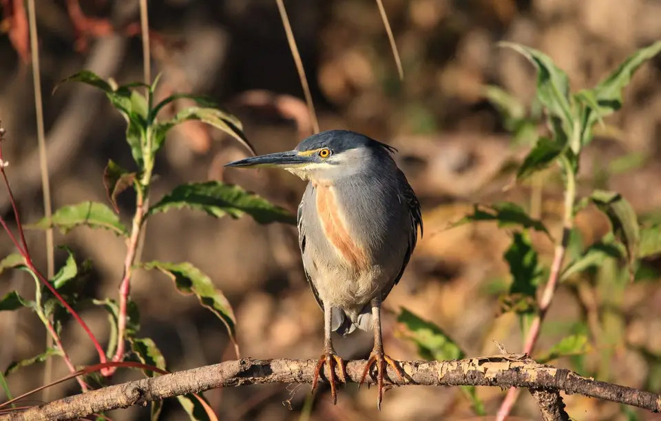 Botswana_Drotzkys_058.jpg