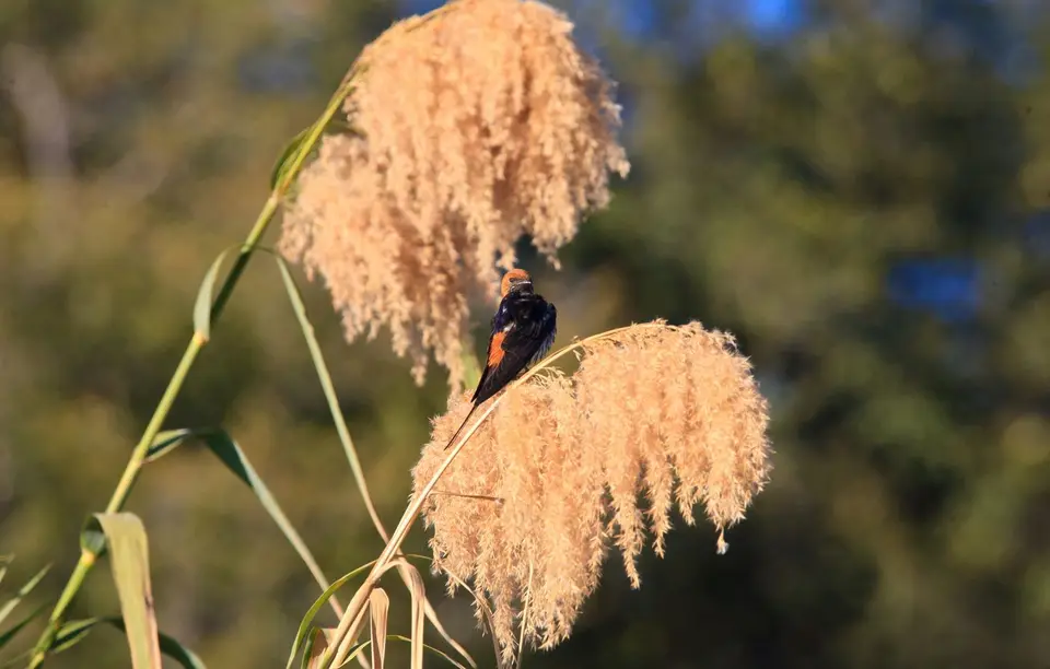 Botswana_Drotzkys_064.jpg