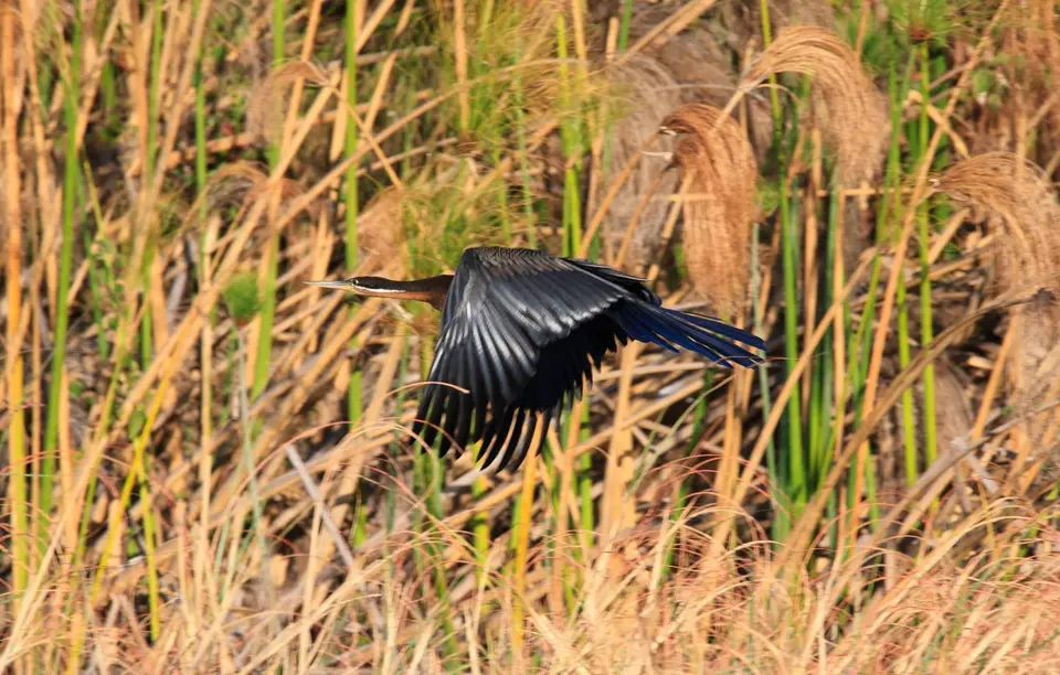 Botswana_Drotzkys_067.jpg