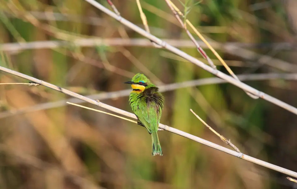 Botswana_Drotzkys_070.jpg