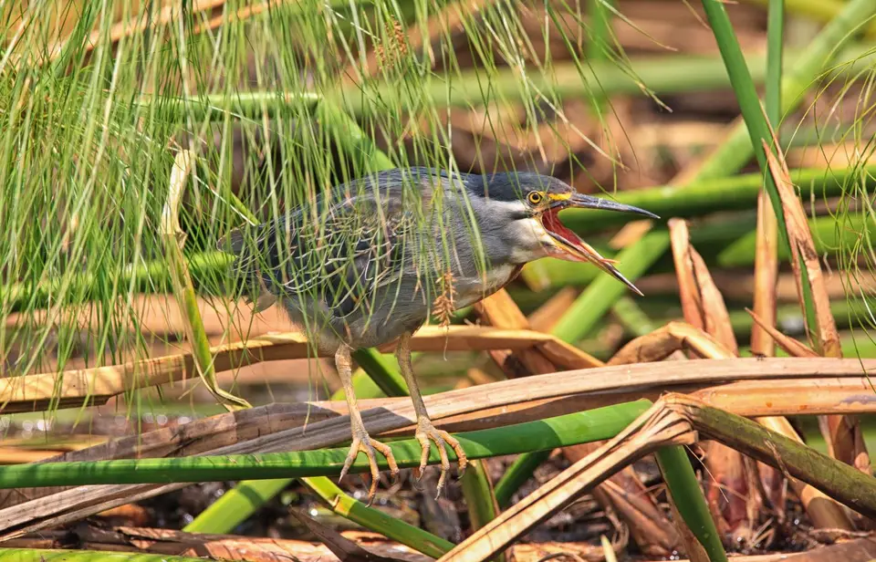 Botswana_Drotzkys_071.jpg