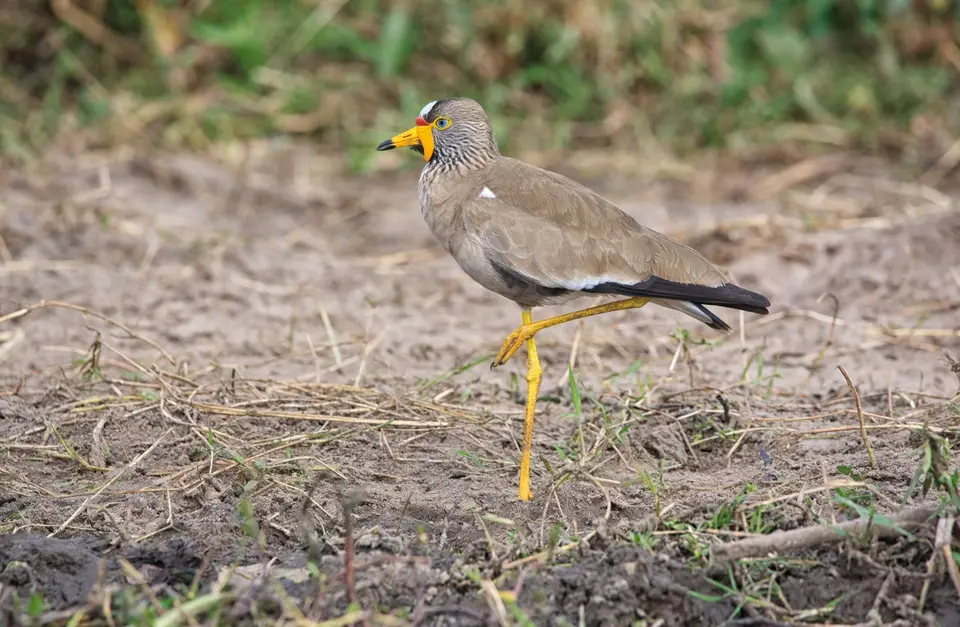 Botswana_Drotzkys_073.jpg