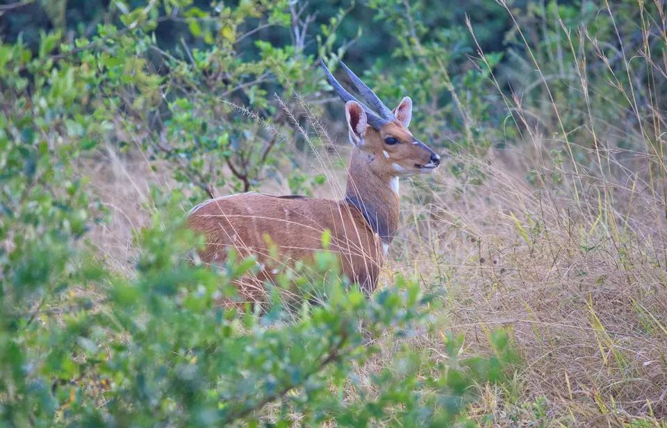 Botswana_Drotzkys_074.jpg