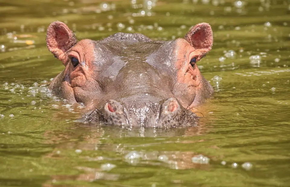 Botswana_Drotzkys_077.jpg