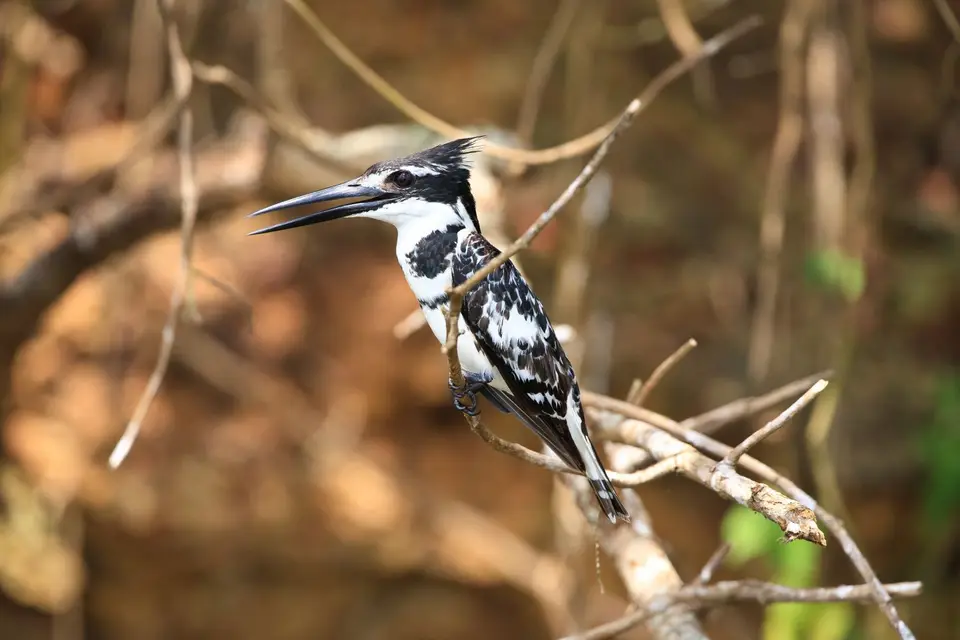 Botswana_Drotzkys_081.jpg