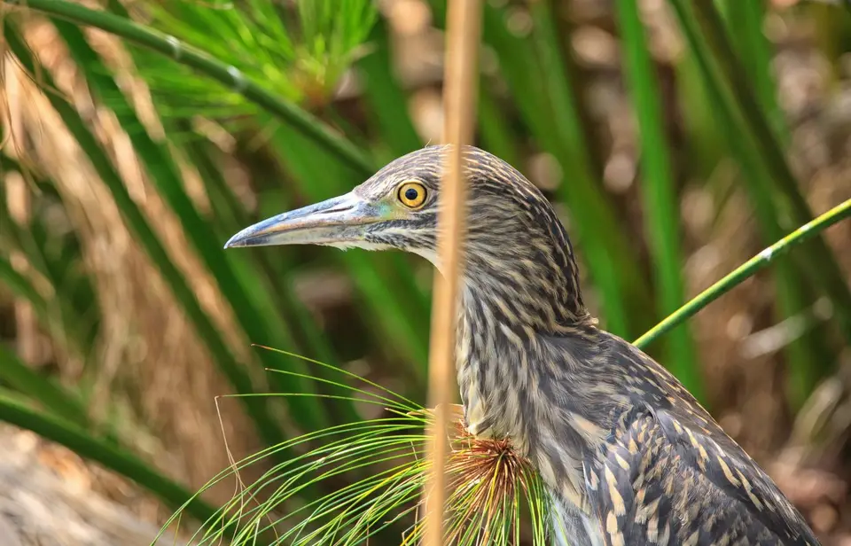 Botswana_Drotzkys_087.jpg