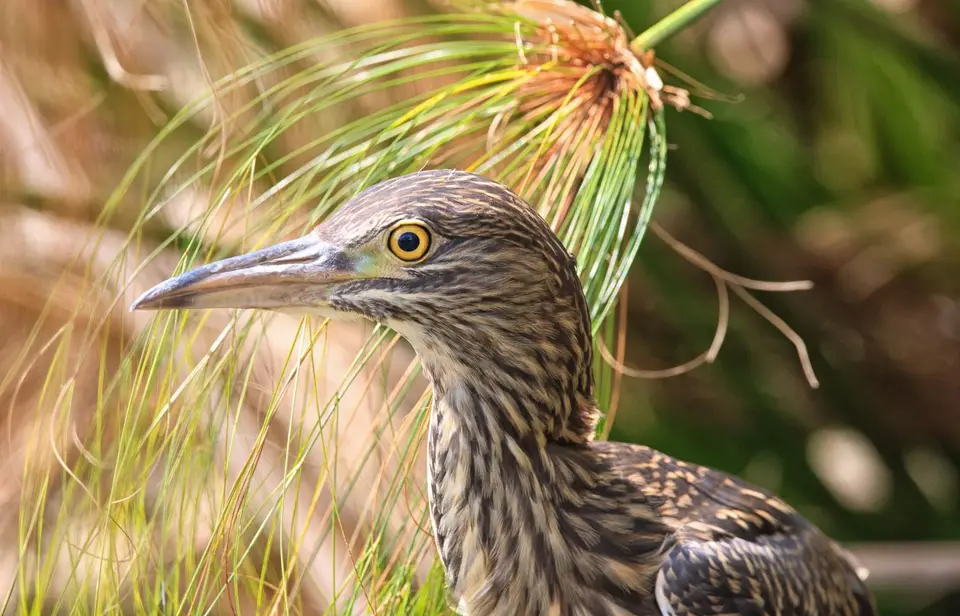 Botswana_Drotzkys_088.jpg
