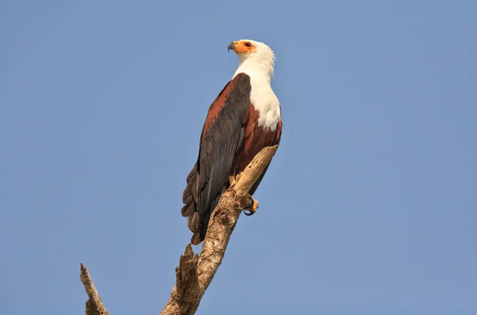Botswana_Drotzkys_095.jpg
