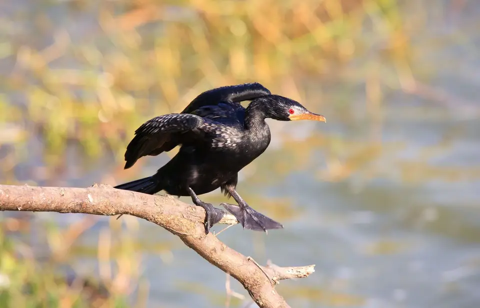 Botswana_Drotzkys_100.jpg