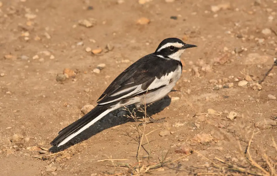Botswana_Drotzkys_103.jpg