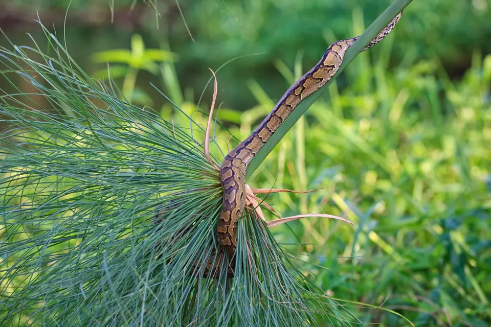 Botswana_Drotzkys_107.jpg