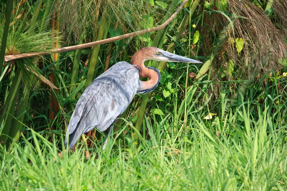 Botswana_Drotzkys_113.jpg