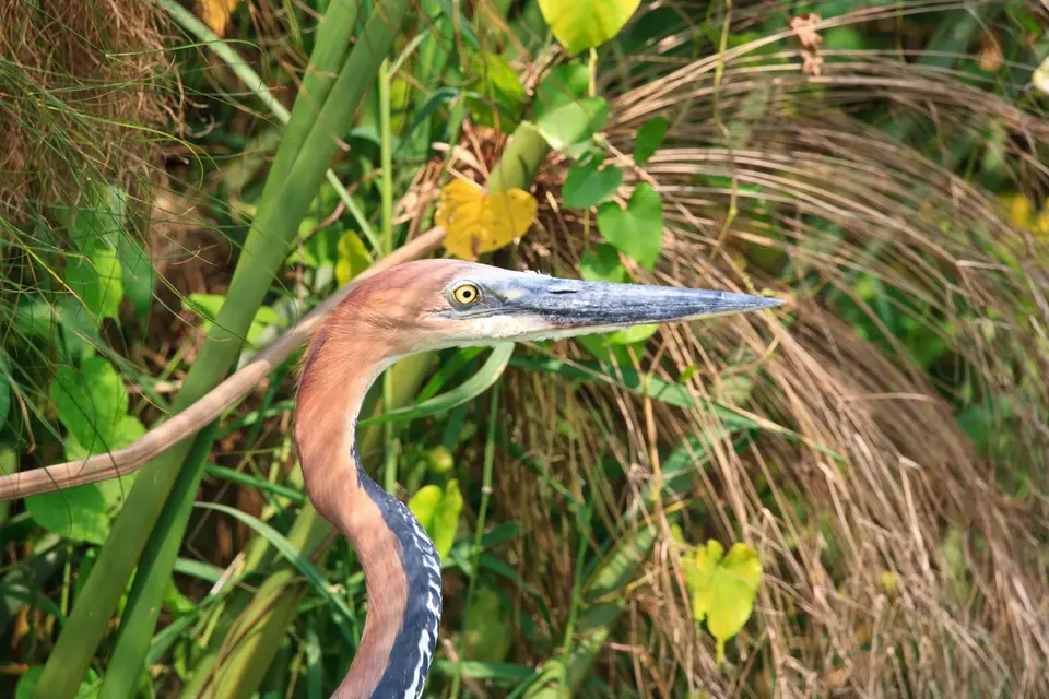 Botswana_Drotzkys_115.jpg